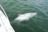 St.Pete Fl Deep Sea Fishing Charters, Deep Sea Charter Fishing St.Petersburg Fl