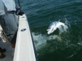 St.Pete Fl Deep Sea Fishing Charters, Deep Sea Charter Fishing St.Petersburg Fl