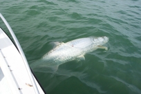 Charter Fishing Tampa Bay