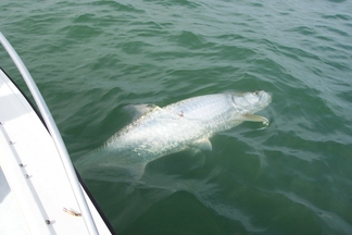  Tarpon caught on Fat Cat Fishing Charters