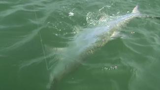 Tarpon caught on Fat Cat Fishing Charters