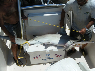 Charter Fishing Tampa Bay | St. Petersburg | Clearwater | Fl